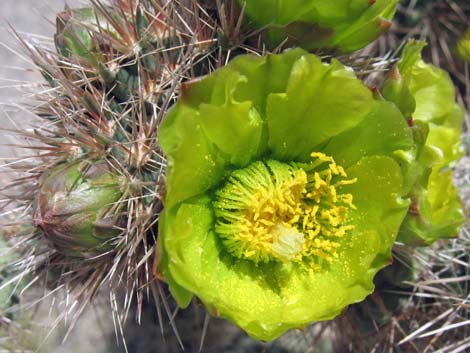 Silver Cholla (Cylindropuntia echinocarpa)