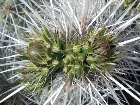 Silver Cholla (Cylindropuntia echinocarpa)