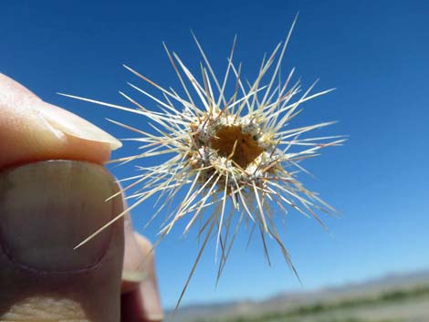 Silver Cholla (Cylindropuntia echinocarpa)