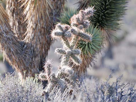 Hybrid Cholla (Cylindropuntia spp)