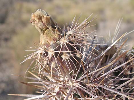 Hybrid Cholla (Cylindropuntia spp)