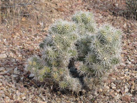 Blue Diamond Cholla (Cylindropuntia multigeniculata)