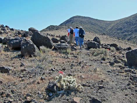 Blue Diamond Cholla (Cylindropuntia multigeniculata)