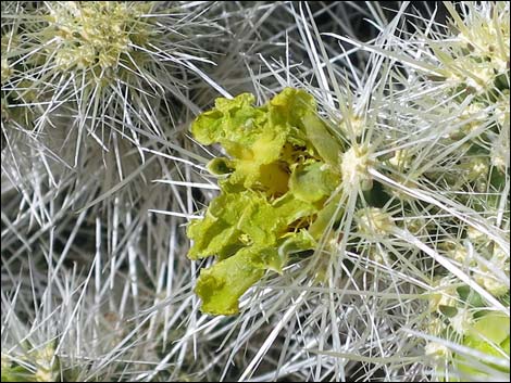 Blue Diamond Cholla (Cylindropuntia multigeniculata)