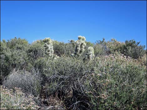 Blue Diamond Cholla (Cylindropuntia multigeniculata)