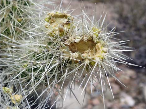 Blue Diamond Cholla (Cylindropuntia multigeniculata)