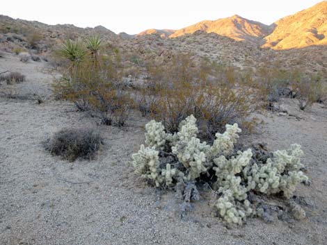 Blue Diamond Cholla (Cylindropuntia multigeniculata)