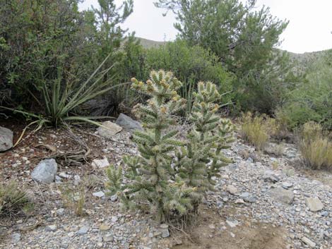 Blue Diamond Cholla (Cylindropuntia multigeniculata)