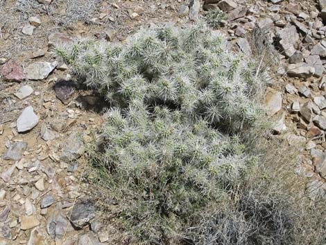 Blue Diamond Cholla (Cylindropuntia multigeniculata)