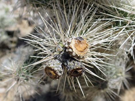 Blue Diamond Cholla (Cylindropuntia multigeniculata)