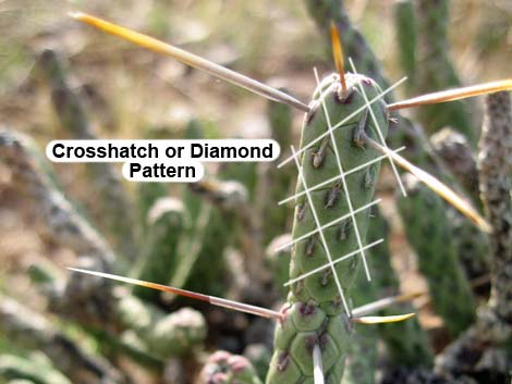 Pencil Cholla (Cylindropuntia ramosissima)