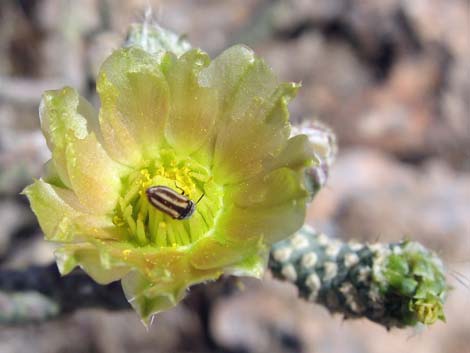 Pencil Cholla (Cylindropuntia ramosissima)