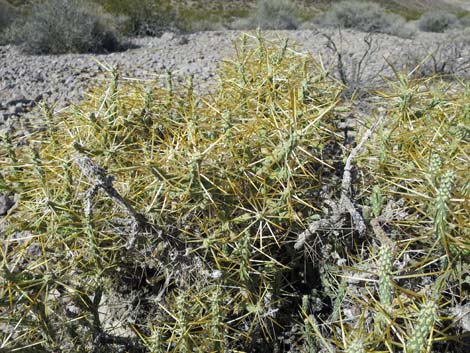 Pencil Cholla (Cylindropuntia ramosissima)