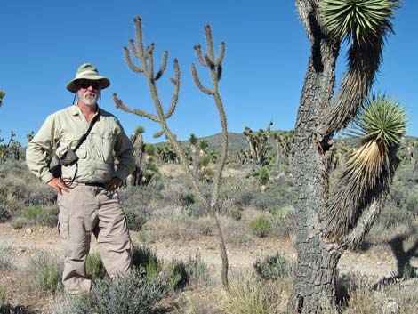 Whipple Cholla (Cylindropuntia whipplei)