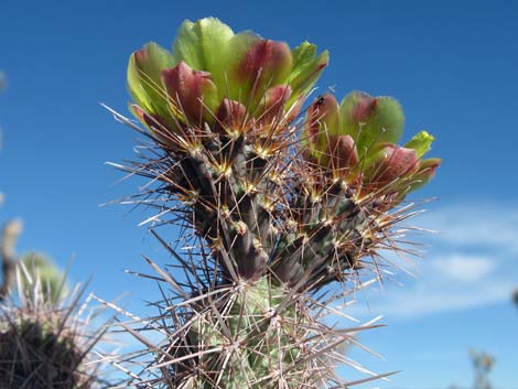 Whipple Cholla (Cylindropuntia whipplei)