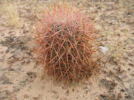 Johnson's Fishhook Cactus (Echinomastus johnsonii)