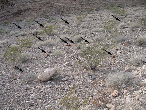 Johnson's Fishhook Cactus (Echinomastus johnsonii)