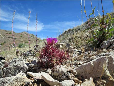 Johnson's Fishhook Cactus (Echinomastus johnsonii)