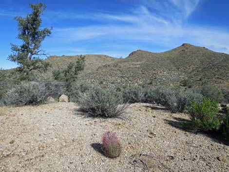 Johnson's Fishhook Cactus (Echinomastus johnsonii)