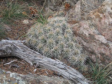 Mojave Kingcup Cactus (Echinocereus mojavensis)