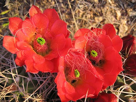 Mojave Kingcup Cactus (Echinocereus mojavensis)