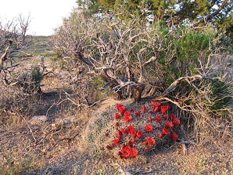 Mojave Kingcup Cactus (Echinocereus mojavensis)