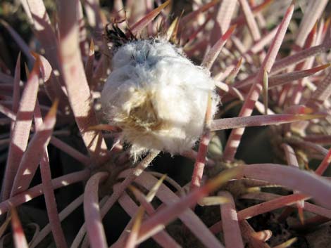 Cottontop Cactus (Echinocactus polycephalus)