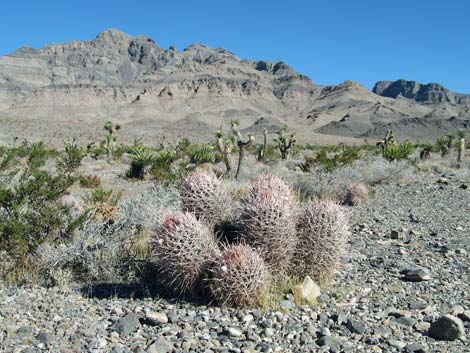 Cottontop Cactus (Echinocactus polycephalus)