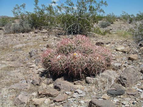 cottontop cactus