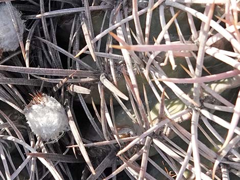 Cottontop Cactus (Echinocactus polycephalus)