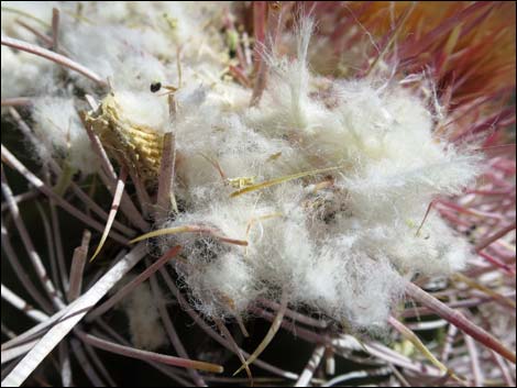 Cottontop Cactus (Echinocactus polycephalus)