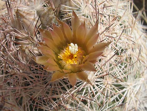 Desert Spinystar (Escobaria vivipara var. deserti)