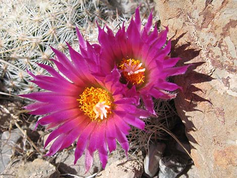 Spinystar (Escobaria vivipara var. rosea)