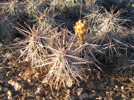 Matted Cholla (Opuntia parishii)