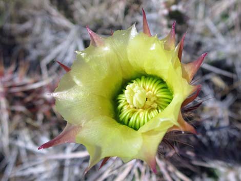 Matted Cholla (Opuntia parishii)