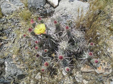 Matted Cholla (Opuntia parishii)