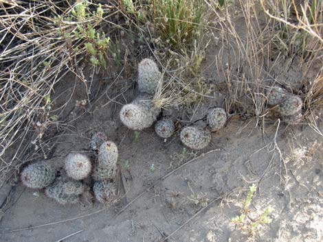 Graham's Nipple Cactus (Cochemiea grahamii)