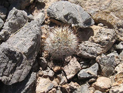 Common Fishhook Cactus (Cochemiea tetrancistra)