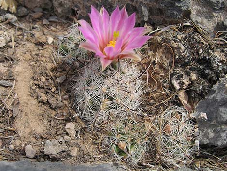 Common Fishhook Cactus (Cochemiea tetrancistra)