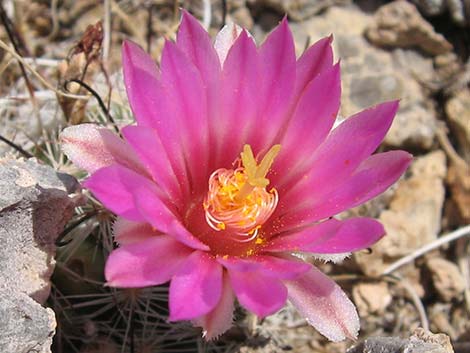 Common Fishhook Cactus (Cochemiea tetrancistra)