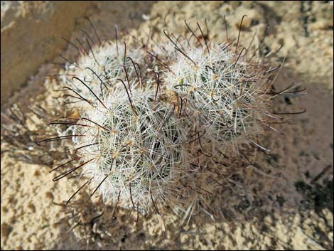 Common Fishhook Cactus (Cochemiea tetrancistra)