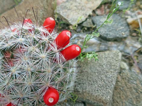 Common Fishhook Cactus (Cochemiea tetrancistra)