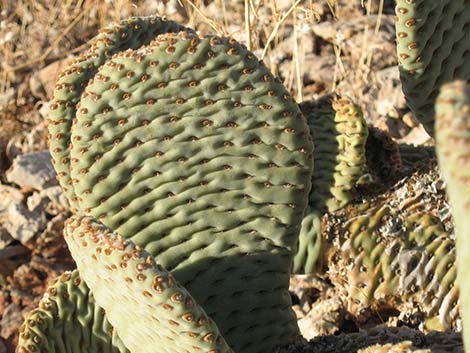 Beavertail Pricklypear (Opuntia basilaris)