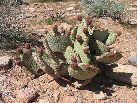 Beavertail Pricklypear (Opuntia basilaris)