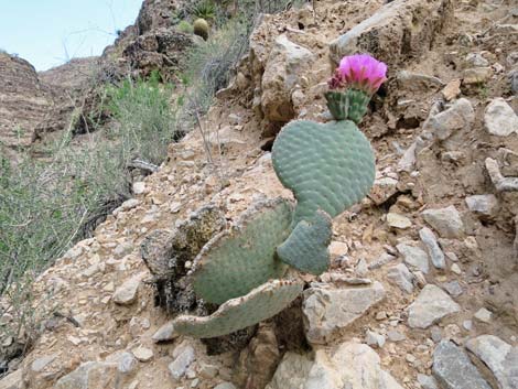 Beavertail Pricklypear (Opuntia basilaris)