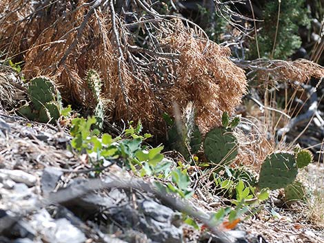 Charleston Mountain Pricklypear (Opuntia charlestonensis)