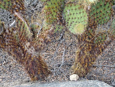 Pancake Pricklypear (Opuntia chlorotica)