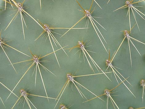 Pancake Pricklypear (Opuntia chlorotica)