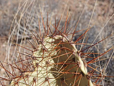 Searchlight Pricklypear (Opuntia curvispina)