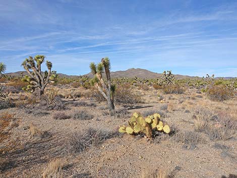 Searchlight Pricklypear (Opuntia curvispina)